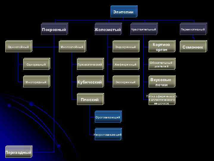 Эпителии Покровный Однослойный Железистый Чувствительный Эндокринный Многослойный Кортиев орган Однорядный Призматический Амфикринный Обонятельный эпителий