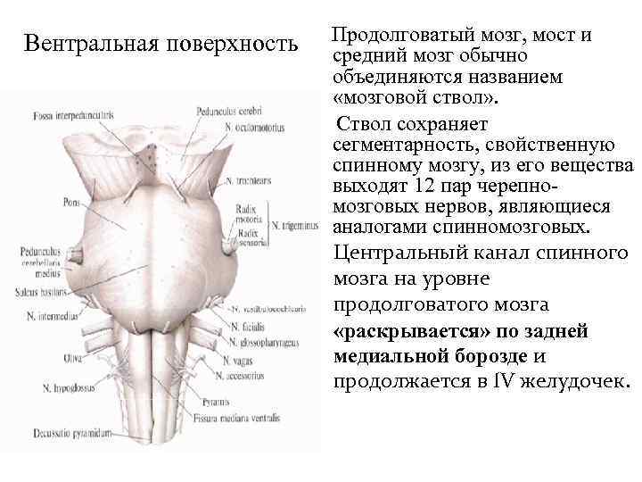 Капилляр щитовидной железы продолговатый мозг. Дорсальная поверхность продолговатого мозга и моста. Строение вентральной поверхности продолговатого мозга. Дорсальная поверхность ствола мозга. Строение продолговатого мозга и моста.