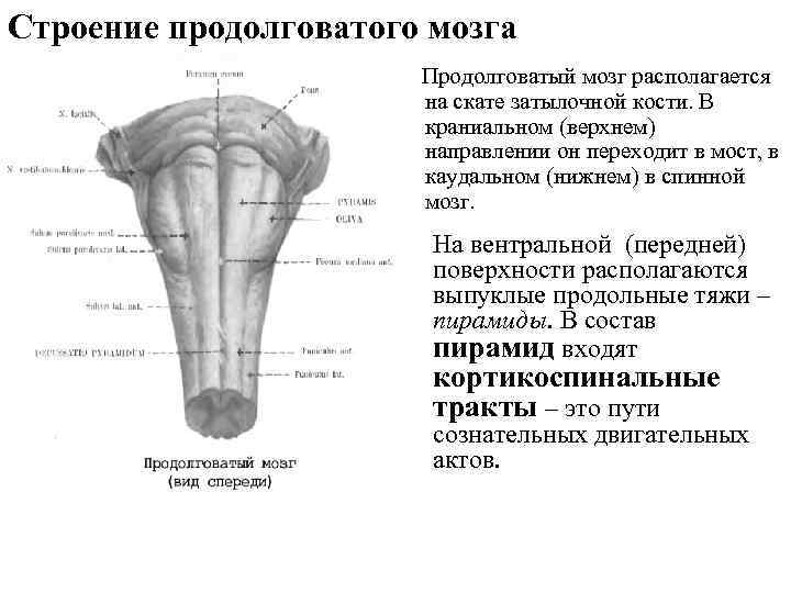 Продолговатый мозг рисунок. Строение продолговатого мозга и моста. Передняя поверхность продолговатого мозга анатомия. Продолговатый мозг, строение продолговатого мозга.. Продолговатый мозг дорсальная поверхность строение.