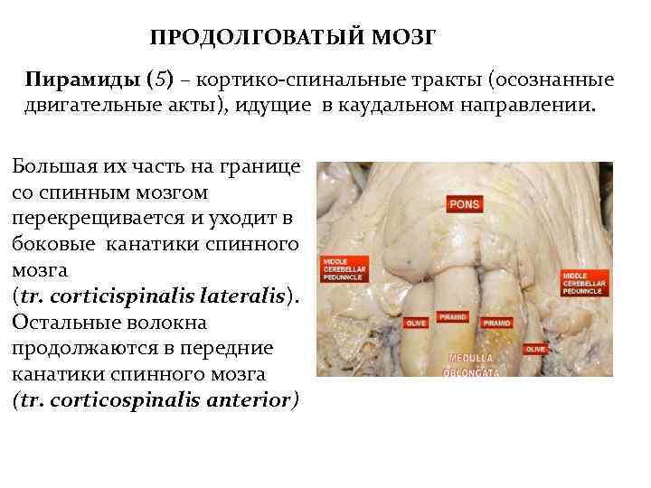 ПРОДОЛГОВАТЫЙ МОЗГ Пирамиды (5) – кортико-спинальные тракты (осознанные двигательные акты), идущие в каудальном направлении.