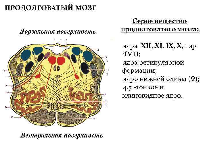 ПРОДОЛГОВАТЫЙ МОЗГ Дорзальная поверхность Серое вещество продолговатого мозга: ядра XII, XI, IX, X, пар