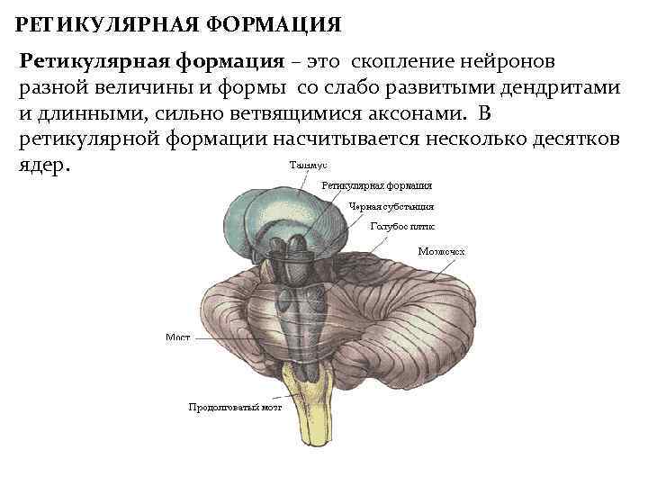 РЕТИКУЛЯРНАЯ ФОРМАЦИЯ Ретикулярная формация – это скопление нейронов разной величины и формы со слабо