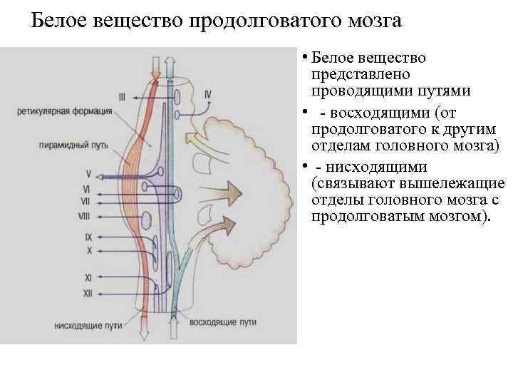 Белое вещество продолговатого мозга • Белое вещество представлено проводящими путями • - восходящими (от