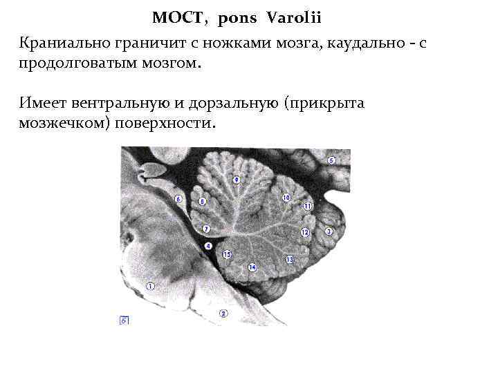 МОСТ, pons Varolii Краниально граничит с ножками мозга, каудально - с продолговатым мозгом. Имеет