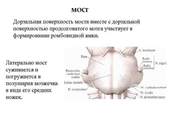 МОСТ Дорзальная поверхность моста вместе с дорзальной поверхностью продолговатого мозга участвует в формировании ромбовидной