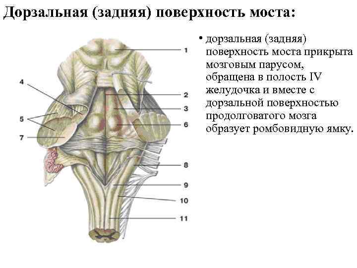 Ядра ромбовидной ямки