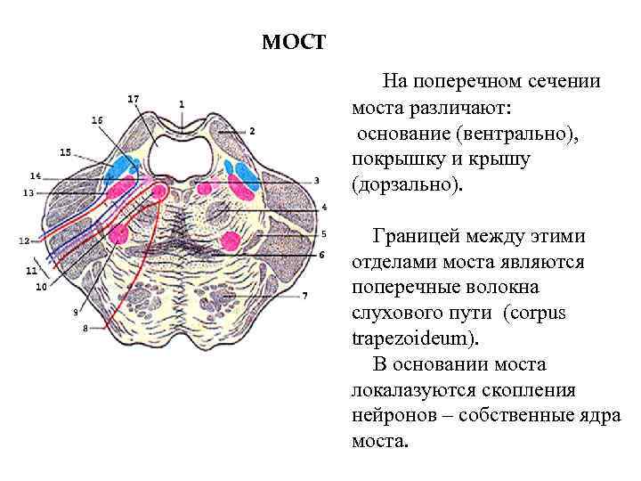 Мост мозга