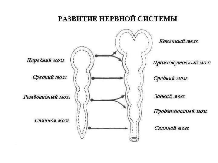 РАЗВИТИЕ НЕРВНОЙ СИСТЕМЫ 