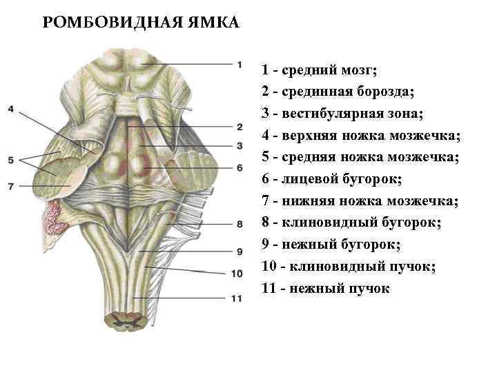 РОМБОВИДНАЯ ЯМКА 1 - средний мозг; 2 - срединная борозда; 3 - вестибулярная зона;