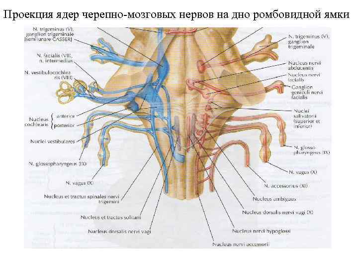 Проекция ядер черепно-мозговых нервов на дно ромбовидной ямки 