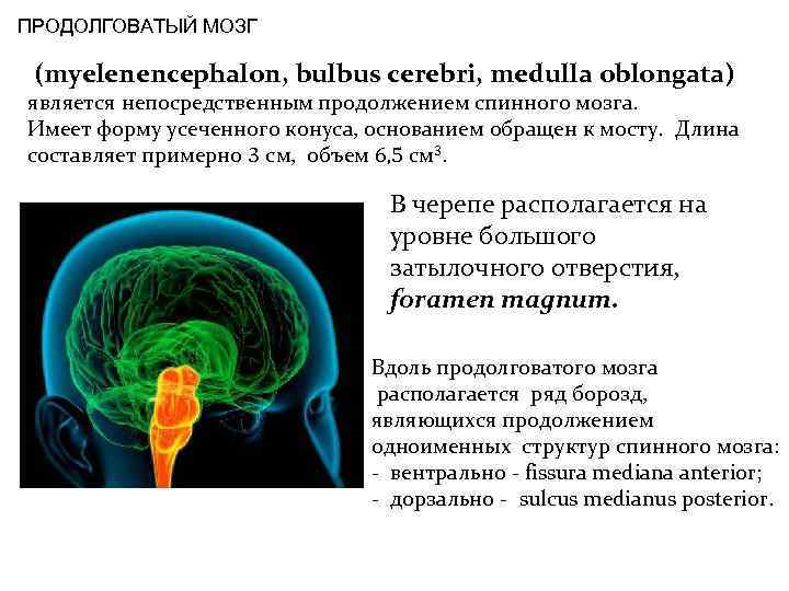 ПРОДОЛГОВАТЫЙ МОЗГ (myelenencephalon, bulbus cerebri, medulla oblongata) является непосредственным продолжением спинного мозга. Имеет форму