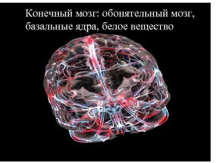 Конечный мозг: обонятельный мозг, базальные ядра, белое вещество 