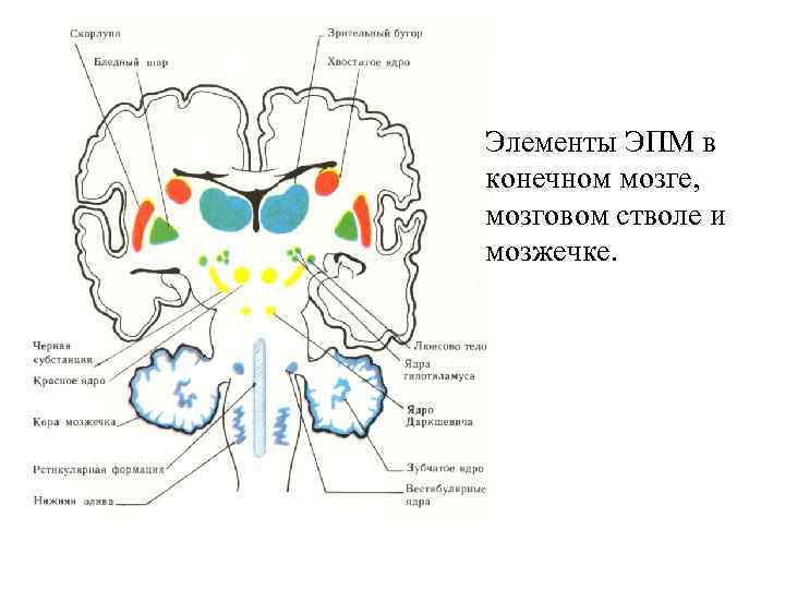 Элементы ЭПМ в конечном мозге, мозговом стволе и мозжечке. 