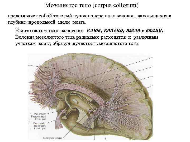 Мозолистое тело (corpus collosum) представляет собой толстый пучок поперечных волокон, находящихся в глубине продольной