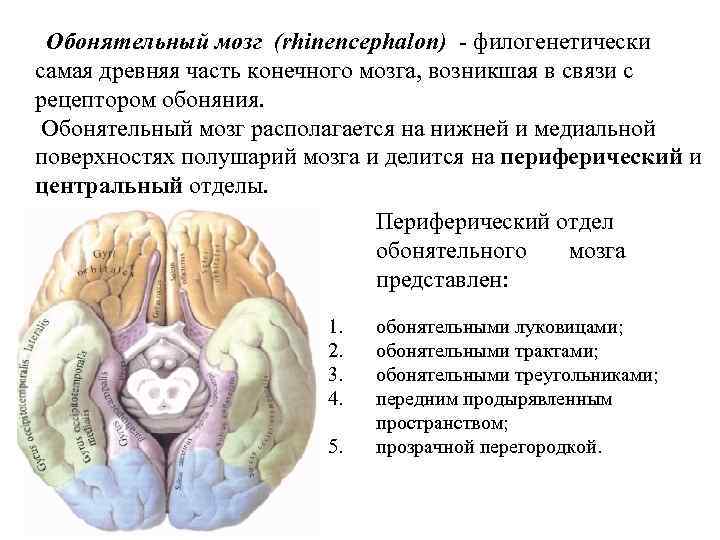 Обонятельный мозг (rhinencephalon) - филогенетически самая древняя часть конечного мозга, возникшая в связи с