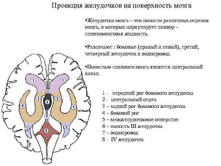 Проекция желудочков на поверхность мозга • Желудочки мозга – это полости различных отделов мозга,