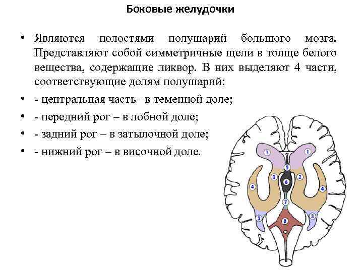 Боковые желудочки • Являются полостями полушарий большого мозга. Представляют собой симметричные щели в толще