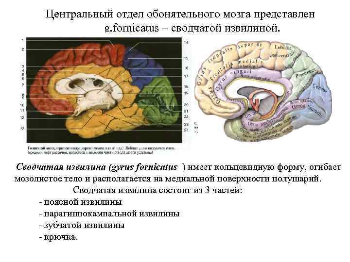 Центральный отдел обонятельного мозга представлен g. fornicatus – сводчатой извилиной. Сводчатая извилина (gyrus fornicatus