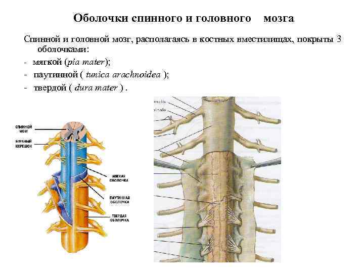 Оболочки спинного и головного мозга Спинной и головной мозг, располагаясь в костных вместилищах, покрыты
