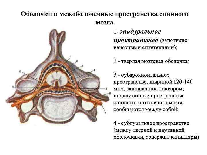 Оболочки и межоболочечные пространства спинного мозга 1 - эпидуральное пространство (заполнено венозными сплетениями); 2
