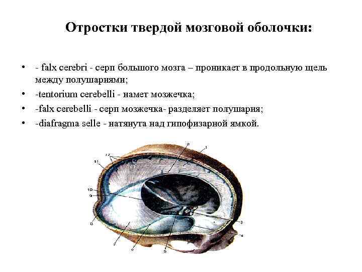 Отростки твердой мозговой оболочки: • - falx cerebri - серп большого мозга – проникает