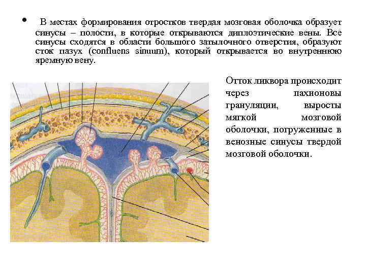  • В местах формирования отростков твердая мозговая оболочка образует синусы – полости, в