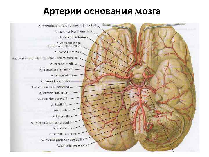 Артерии основания мозга 