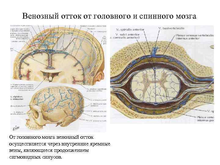 Венозный отток от головного и спинного мозга От головного мозга венозный отток осуществляется через