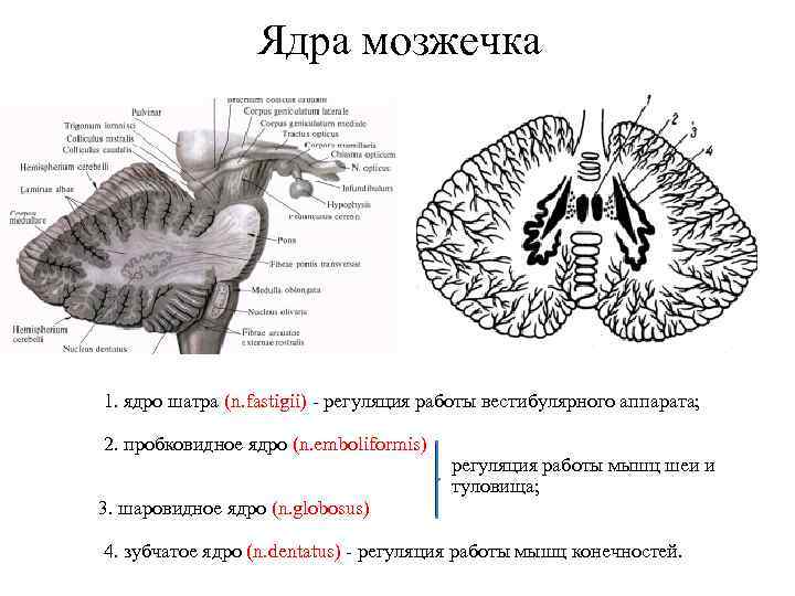 Ядра мозжечка 1. ядро шатра (n. fastigii) - регуляция работы вестибулярного аппарата; 2. пробковидное