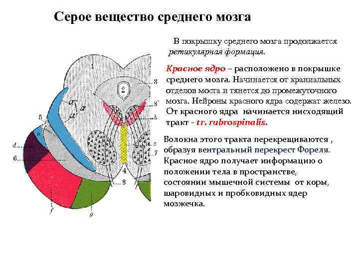 Серое вещество среднего мозга В покрышку среднего мозга продолжается ретикулярная формация. Красное ядро –