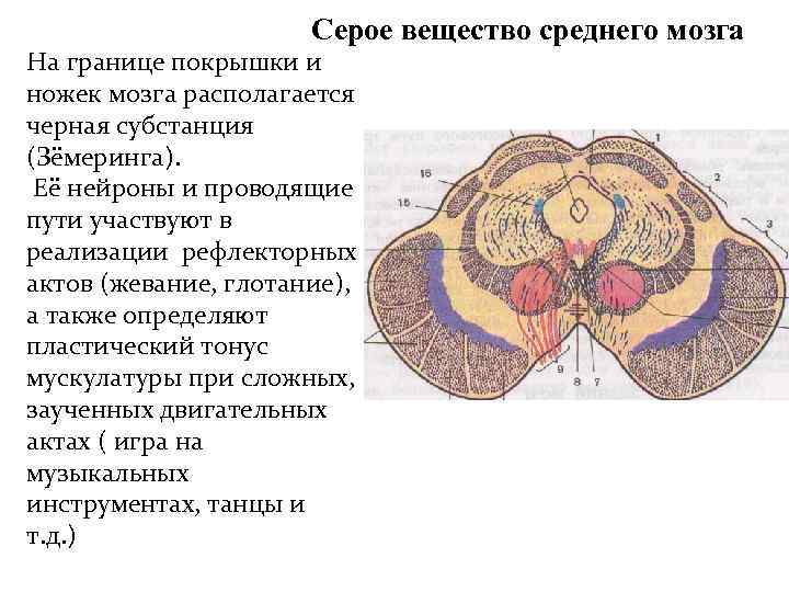  На Серое вещество среднего мозга границе покрышки и ножек мозга располагается черная субстанция