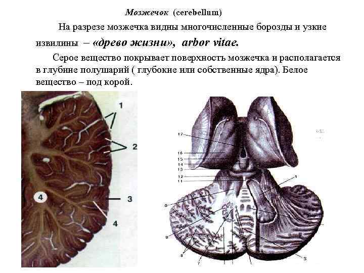 Мозжечок (cerebellum) На разрезе мозжечка видны многочисленные борозды и узкие извилины – «древо жизни»