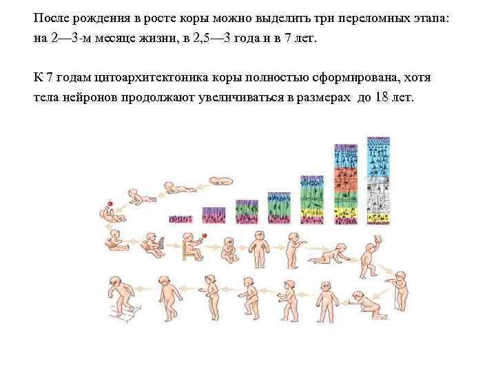 После рождения в росте коры можно выделить три переломных этапа: на 2— 3 -м