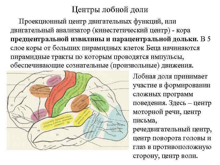 Центры лобной доли Проекционный центр двигательных функций, или двигательный анализатор (кинестетический центр) - кора