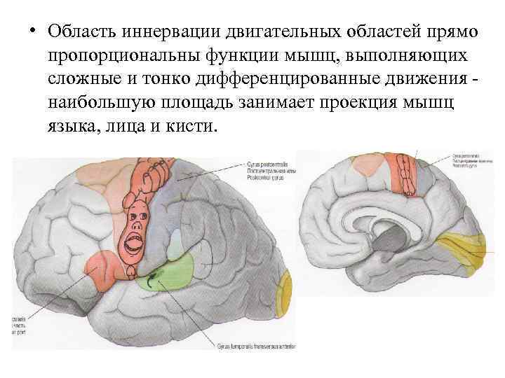  • Область иннервации двигательных областей прямо пропорциональны функции мышц, выполняющих сложные и тонко