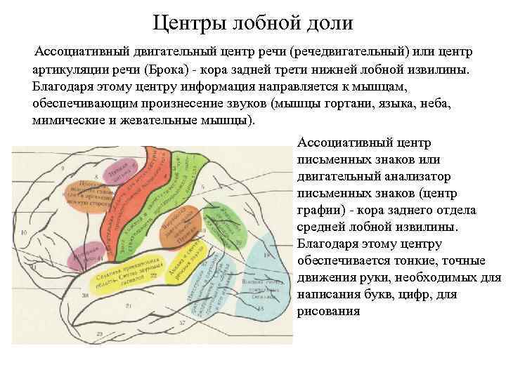 Центры лобной доли Ассоциативный двигательный центр речи (речедвигательный) или центр артикуляции речи (Брока) -