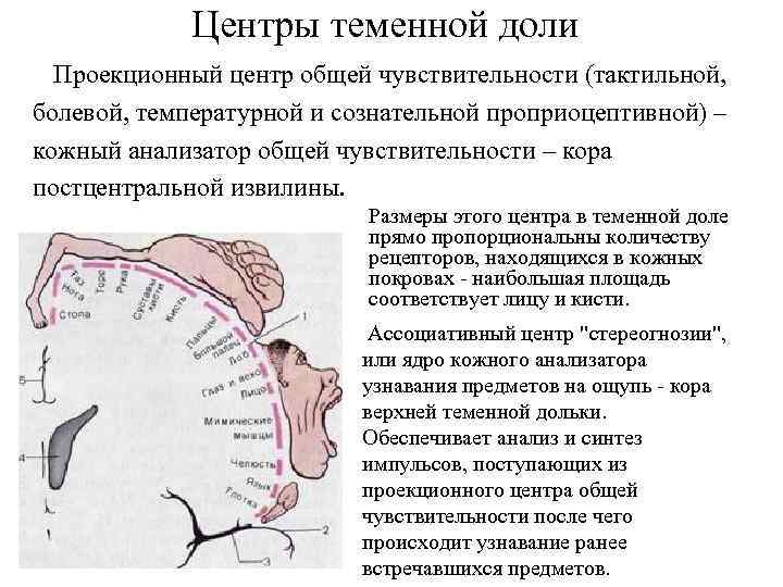 Центры теменной доли Проекционный центр общей чувствительности (тактильной, болевой, температурной и сознательной проприоцептивной) –