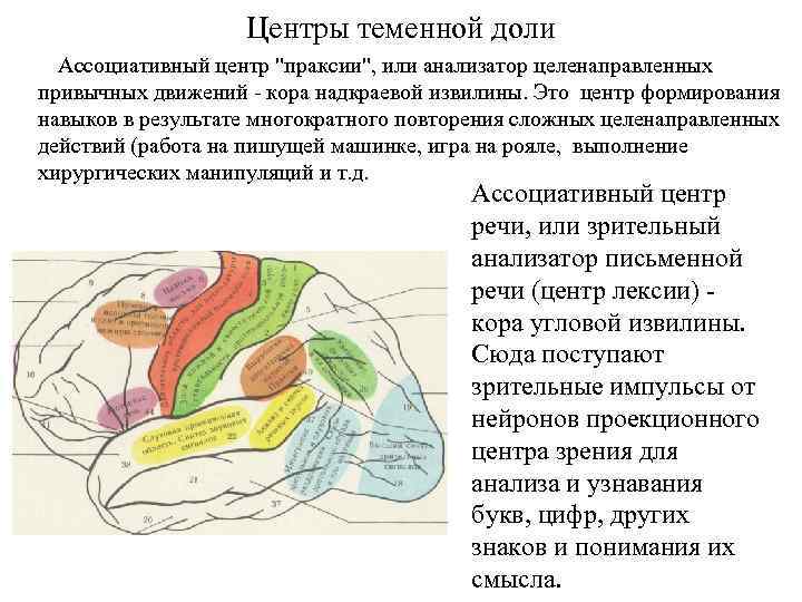 Центры теменной доли Ассоциативный центр "праксии", или анализатор целенаправленных привычных движений - кора надкраевой