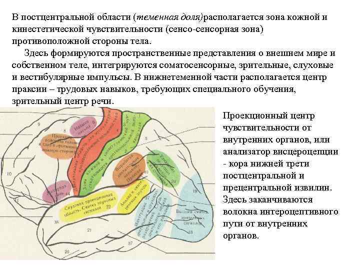 В постцентральной области (теменная доля)располагается зона кожной и кинестетической чувствительности (сенсо-сенсорная зона) противоположной стороны