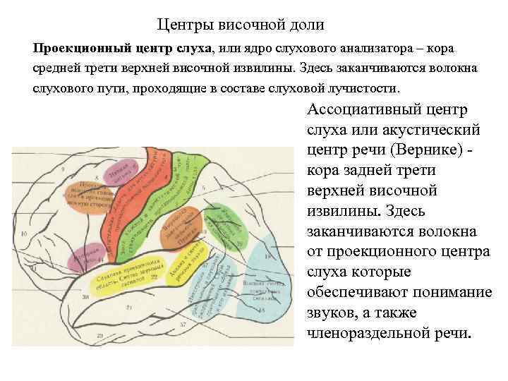 Центры височной доли Проекционный центр слуха, или ядро слухового анализатора – кора средней трети