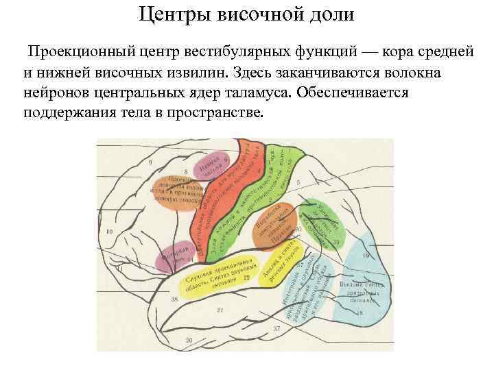 Центры височной доли Проекционный центр вестибулярных функций — кора средней и нижней височных извилин.