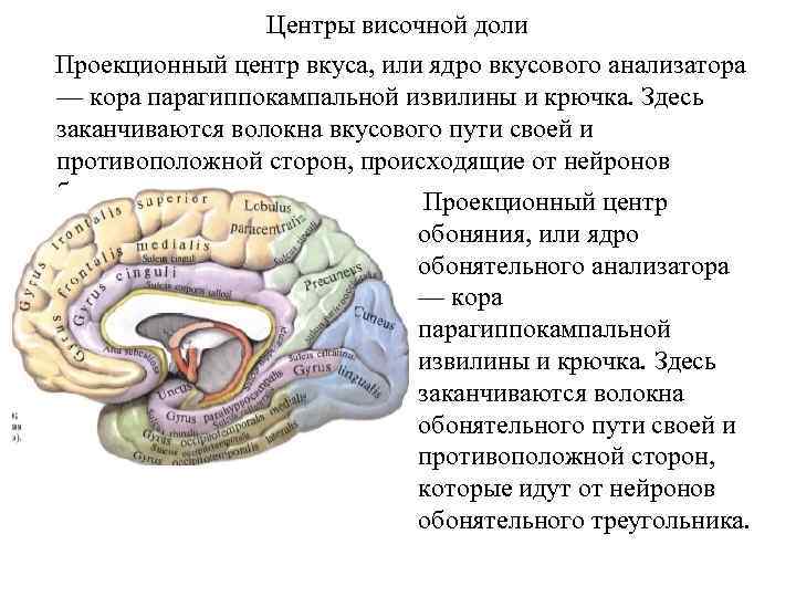 Центры височной доли Проекционный центр вкуса, или ядро вкусового анализатора — кора парагиппокампальной извилины