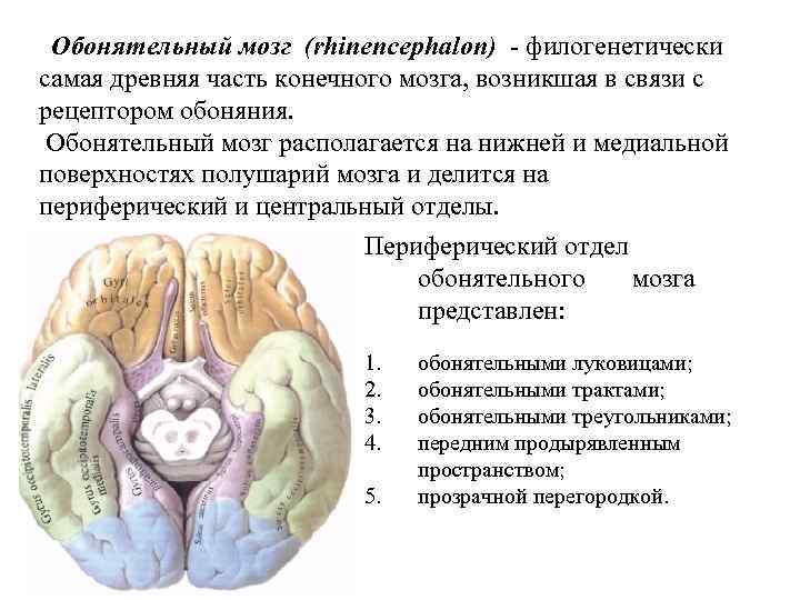 Обонятельный мозг (rhinencephalon) - филогенетически самая древняя часть конечного мозга, возникшая в связи с