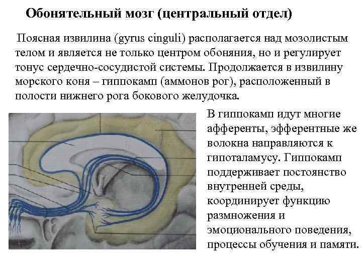 Обонятельный мозг (центральный отдел) Поясная извилина (gyrus cinguli) располагается над мозолистым телом и является