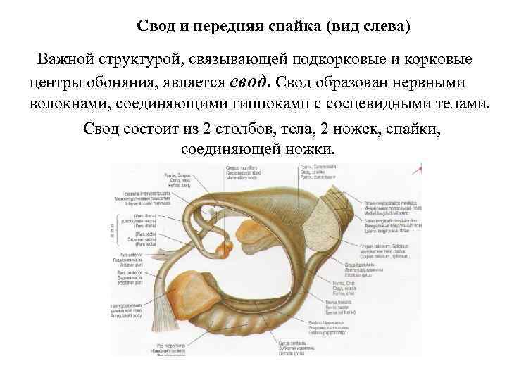 Свод и передняя спайка (вид слева) Важной структурой, связывающей подкорковые и корковые центры обоняния,
