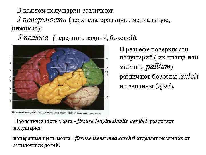 В каждом полушарии различают: 3 поверхности (верхнелатеральную, медиальную, нижнюю); 3 полюса (передний, задний, боковой).