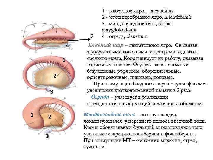 1 5 2 4 1 2 3 1 – хвостатое ядро, n. caudatus 2