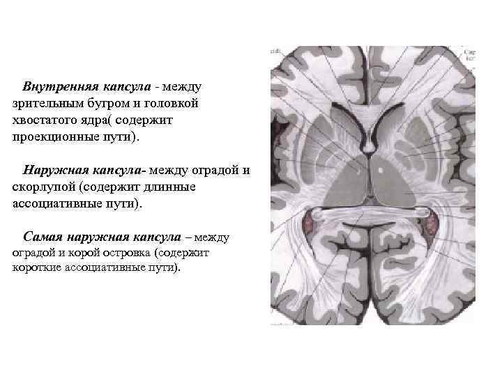 Внутренняя капсула - между зрительным бугром и головкой хвостатого ядра( содержит проекционные пути). Наружная