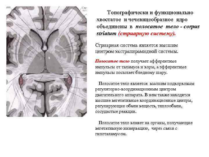 Топографически и функционально хвостатое и чечевицеобразное ядро объединены в полосатое тело - corpus striatum