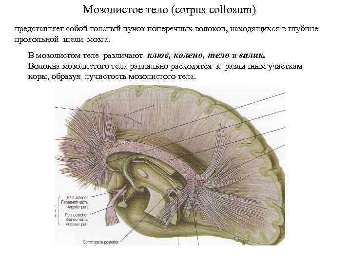 Мозолистое тело (corpus collosum) представляет собой толстый пучок поперечных волокон, находящихся в глубине продольной